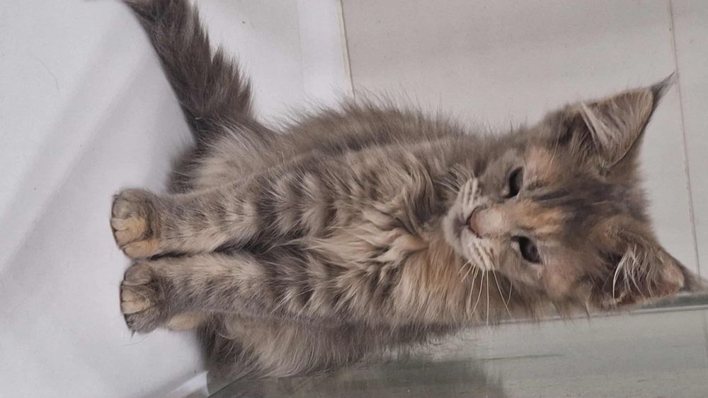 Wspaniała Maine Coon