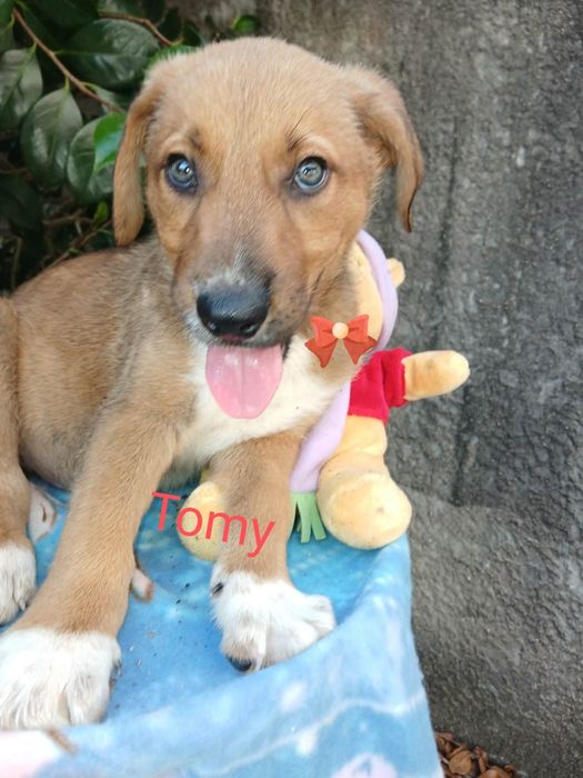 Tomy para adoção muito responsável