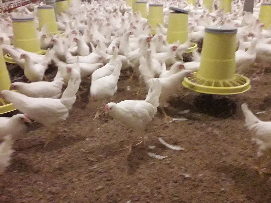 Leghorn kurki młode nioski kokoszki zielononóżki  rossa