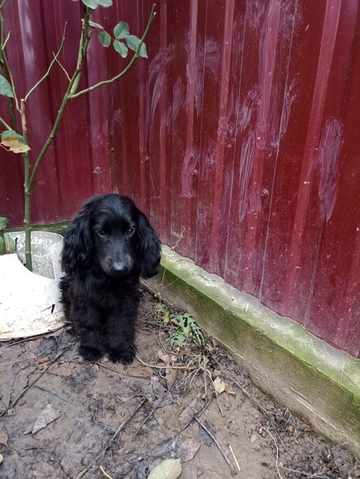 Чорний англійський спаніель