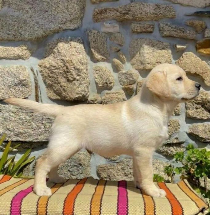 Labrador Retriever descendente de campeão