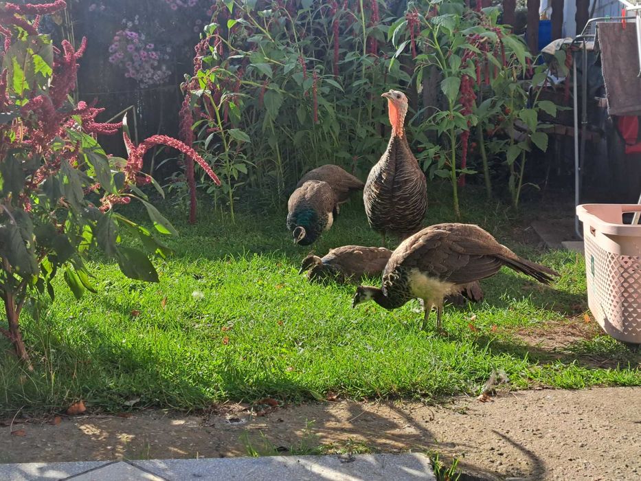 Sprzedam pawie samice z sierpnia 2025