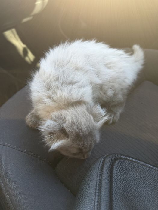 Вислоухий котёнок