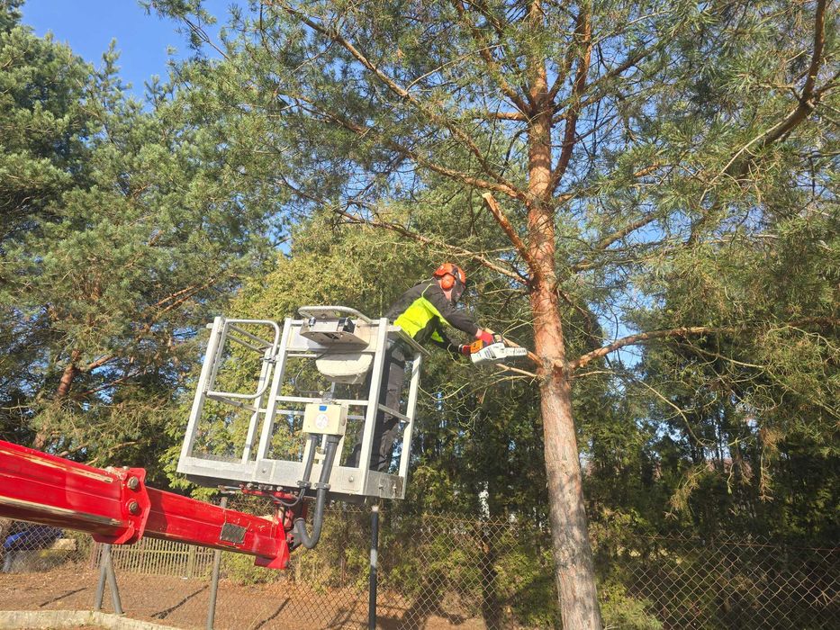 Wycinka drzew !!! Wycinki drzew, Wynajem podnośnika