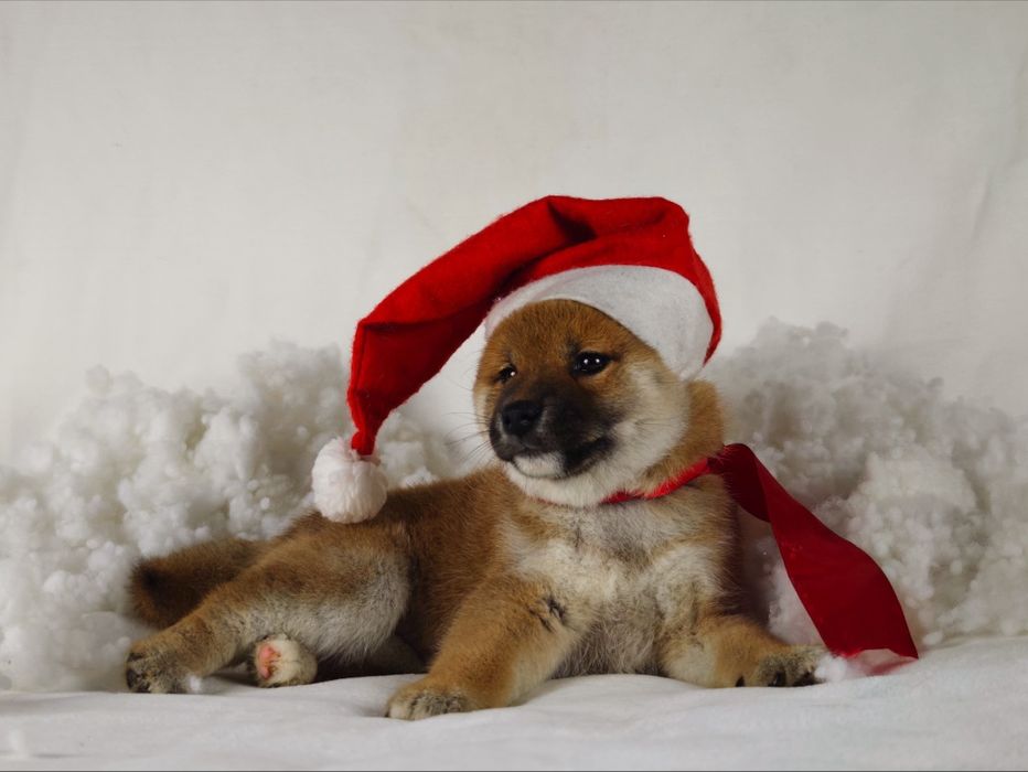 Szczeniak Shiba ZKwP FCI