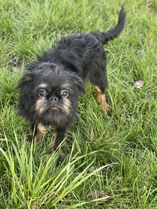 Бельгійський гриффон