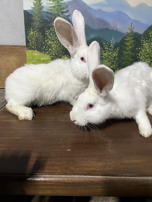 Кролі, кролики. Породи Термон