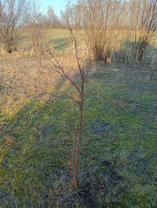 Młode lipy około 150 cm