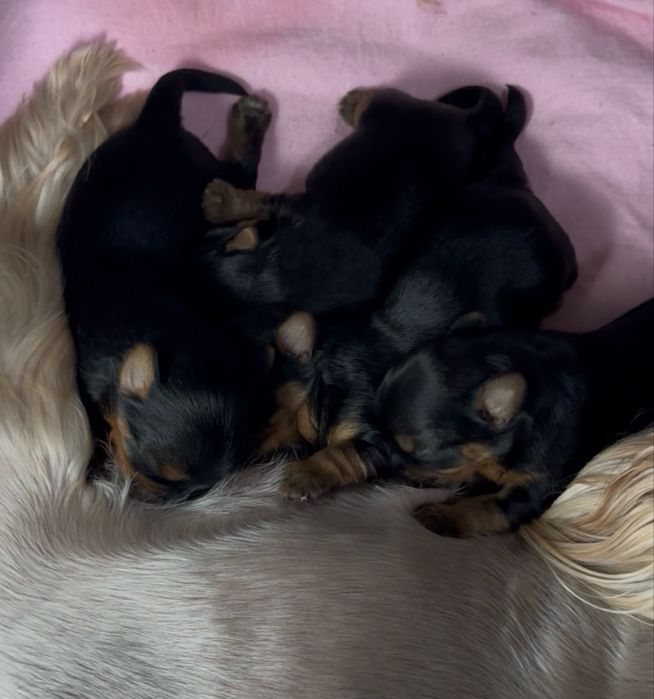 Йоршерский терьер щенки