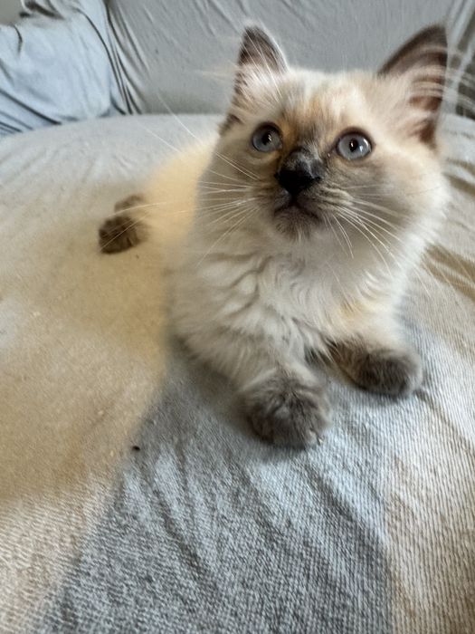 Kocurek Ragdoll seal point - gotowy do odbioru