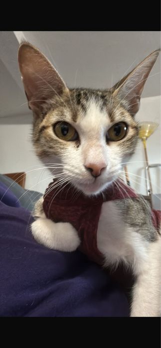 Gatinha para adoção responsável