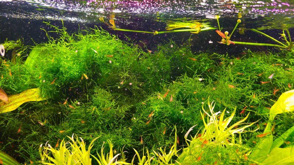 Mech Jawajski Jawa moss