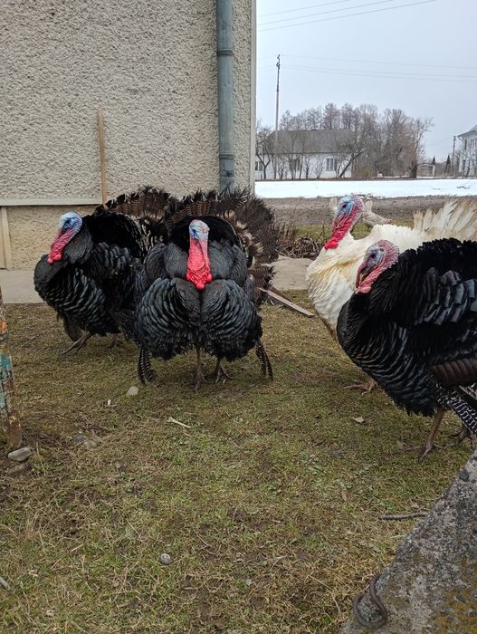 Індики та індички