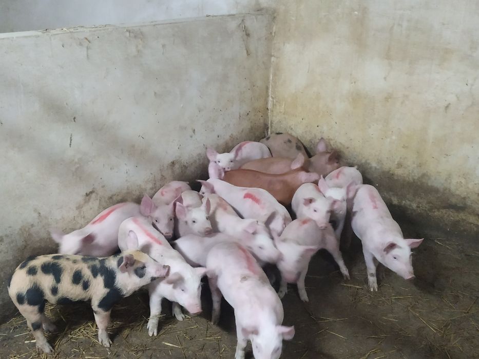 Продам поросята.