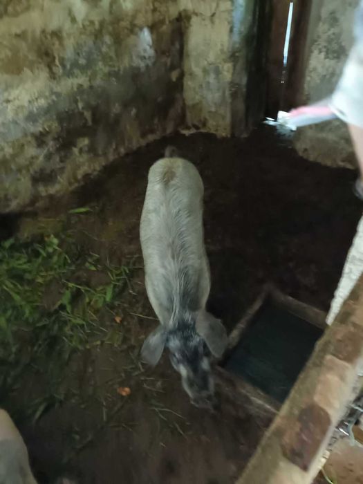 Vendo porco  bisaro muinta boa raca pura