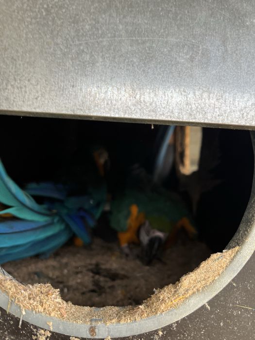 Casal de Araras Adultas  posso trocar por Cacatuas pago a diferença dependendo da especie.