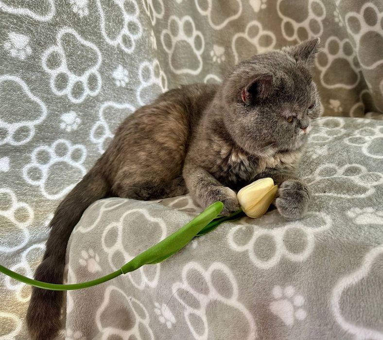 Отдам даром в добрые руки кошечку шотландской породы