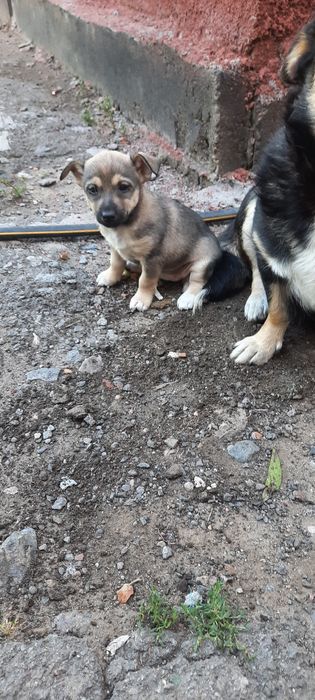 Відам в добрі руки