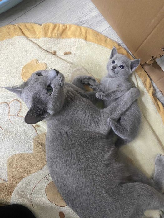 Kotka Rosyjska Niebieska FPL