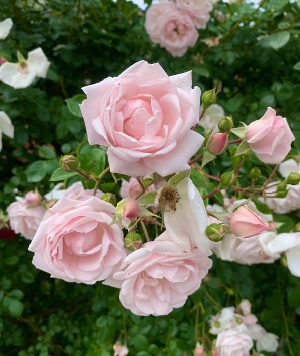 Плетиста Троянда