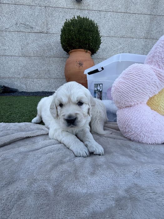 Golden Retriever  femea fantastica