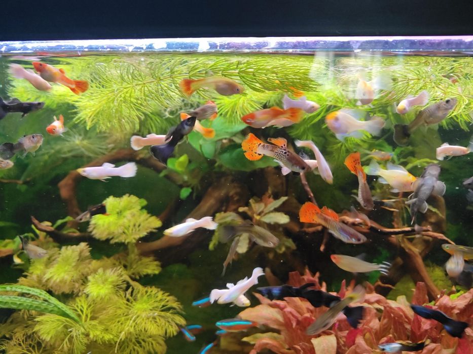 Sprzedam rybki  całą obsadę