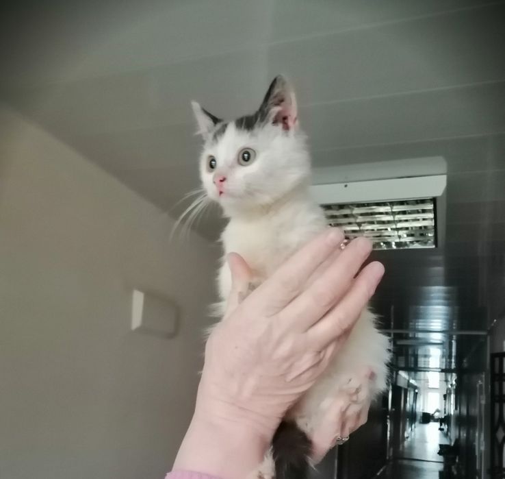 Миле кошеня хлопчик