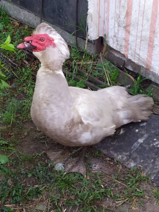 Продам каченят мускусної качки ,шипун,індокачка від 60 грн (різного в