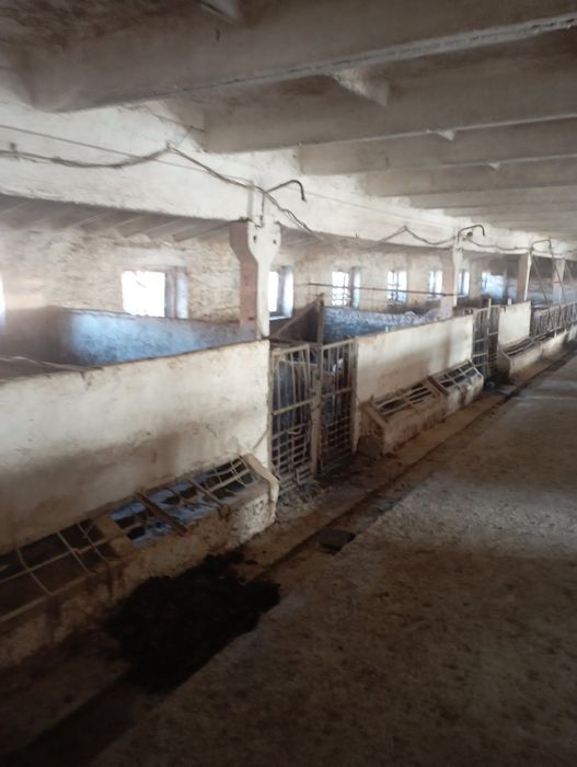 Здам в аренду свинарник 1100 м.кв