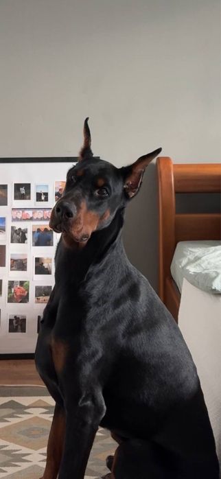 Продам цуценят добермана