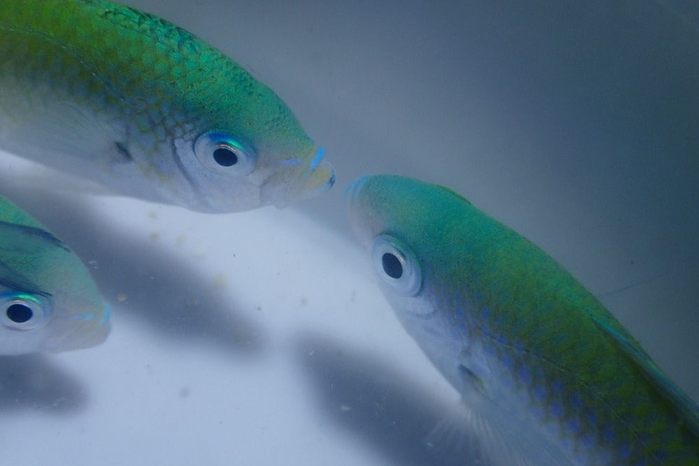 Chromis viridis - ryba - akwarium morskie