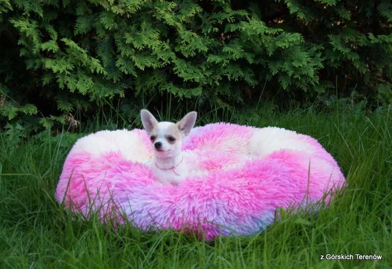 Chihuahua z rodowodem piesek