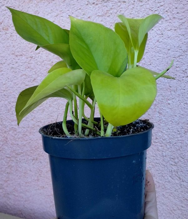 Epipremnum pinnatum golden pothos SADZONKA 12 Ø / 20 cm
