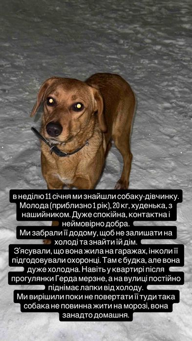 Дівчинка мисливської породи шукає родину