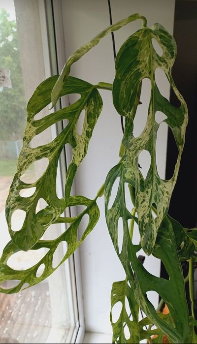 Монстера Indonesian marble, филодендрон