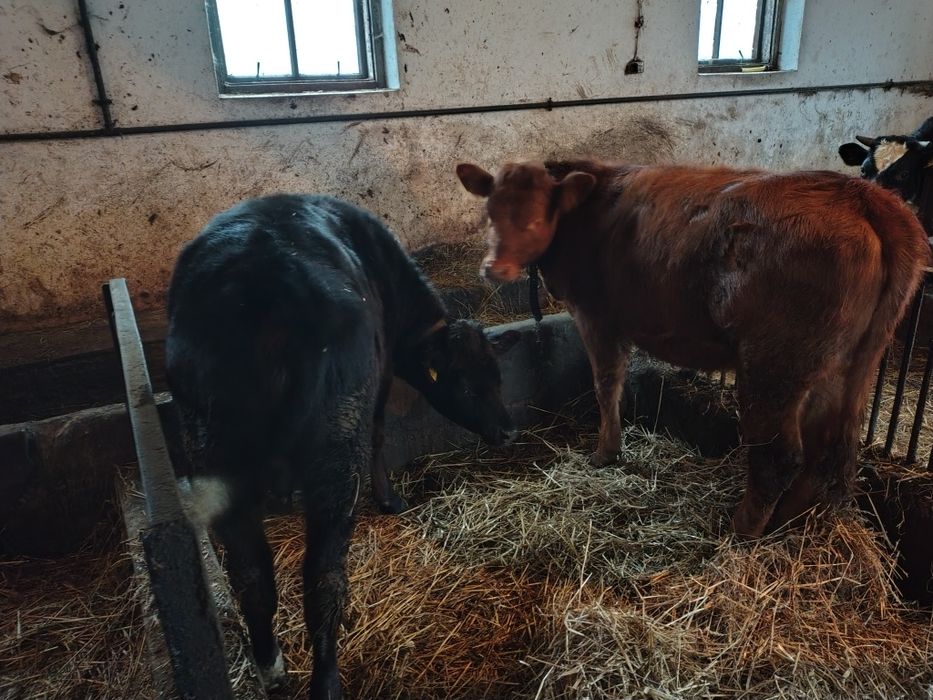 Jałówki    mięsne