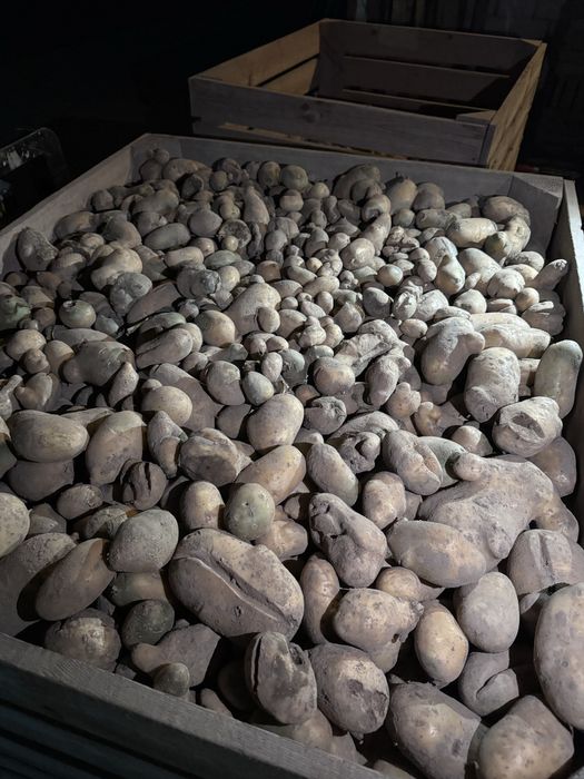 Ziemniaki paszowe odpadowe