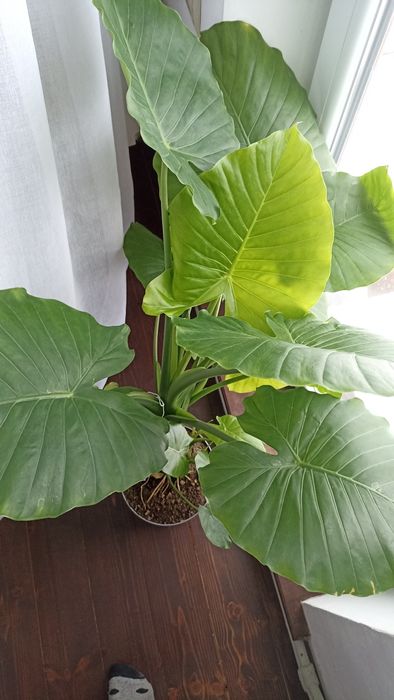 Алоказія, слонове вухо