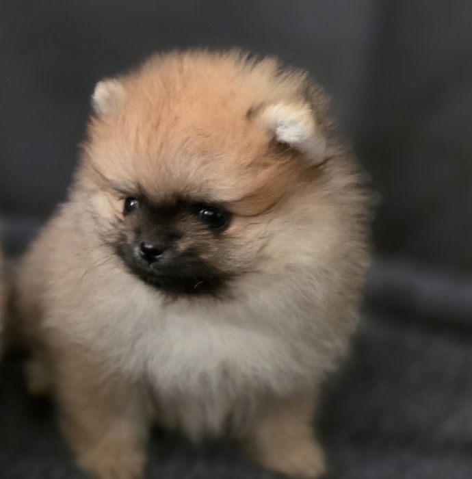 Szpic miniaturowy pomeranian