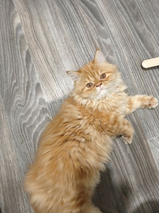 Залишився один персидський котик