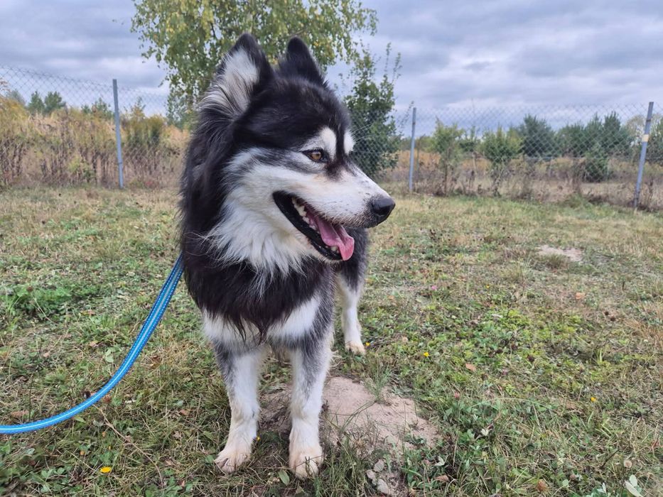 Vidar szuka domu !!!