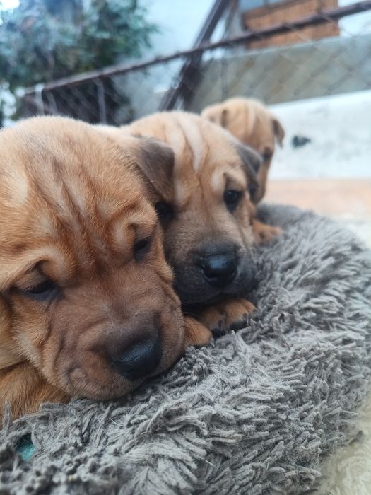 Продам щенят шарпею