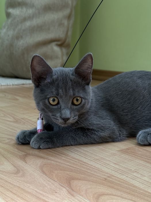 Маленький Бобчик шукає родину!