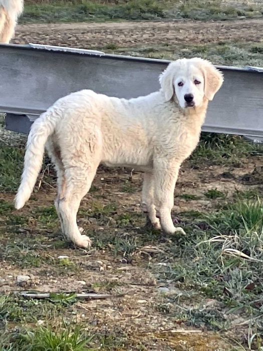 ЧУДОВА ДІВЧИНКА(цуценя)!  Порода Угорський Кувас!!!