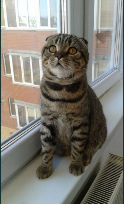 Вязка кота Кіт шукає наречену