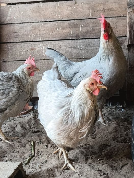 Vendo trio de galinhas leghorn Isabel.