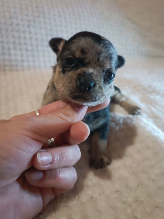 Дівчатка  Чіхуа хуа для найкращих господарів.