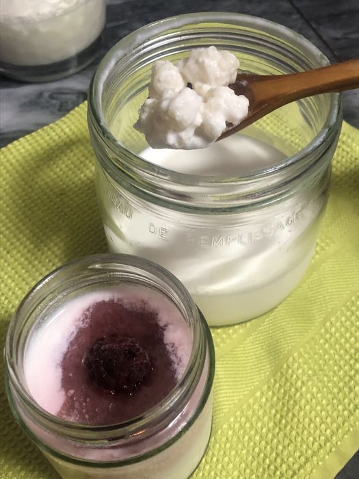 Flor de kefir - iogurte natural