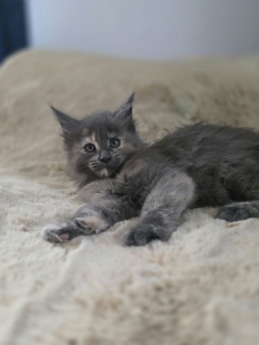 Kotka Maine Coon