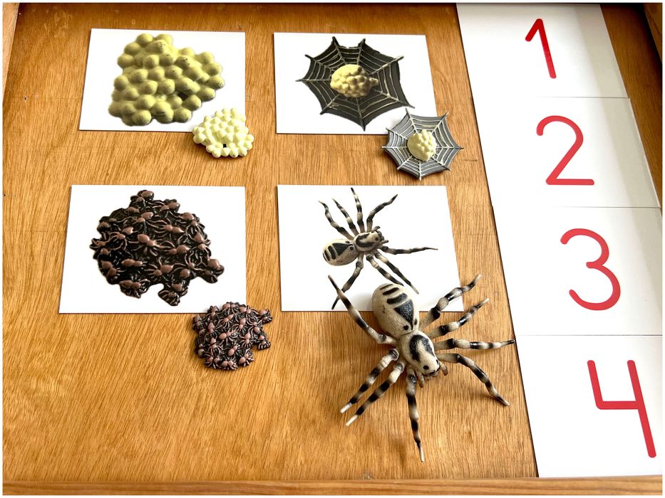 Ciclo de Vida - Aranha - Montessori